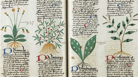 Monastic Herbals and Medieval Medicine | University Church of St Mary ...