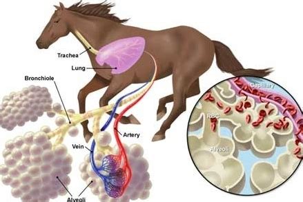 How Does the Equine Respiratory System Work? — Flexineb USA | Portable ...