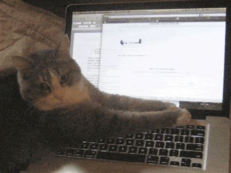 Serious Cat Typing On Keyboard GIF | GIFDB.com