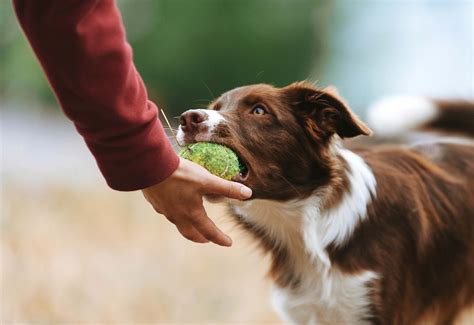 Dog Training Classes - Arizona Humane Society