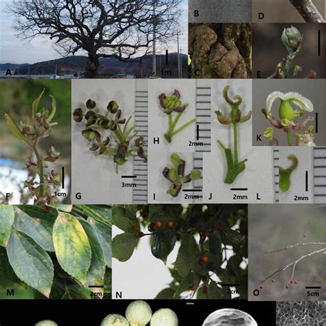 5. Photographs of Celtis sinensis Pers. (A. tree shape; B. bark; C ...