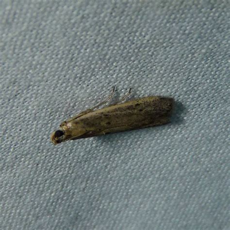 Palmerworm Moth ? | Dichomeris ligulella - Palmerworm Moth -… | Flickr ...