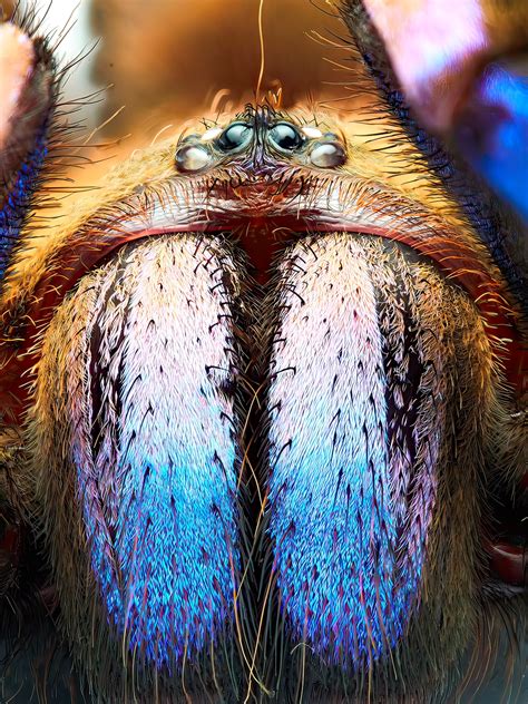 Meet the newest species of tarantula. It’s electric blue.