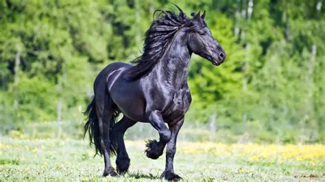 Friesian Horse Facts And Information - Breed Profile