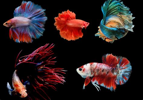 28 Types of Betta Fish: Top Colors, Tails & Patterns