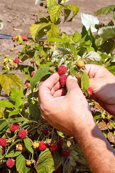 The Top 13 Raspberry Varieties to Grow in Zones 3-9 | Gardener’s Path