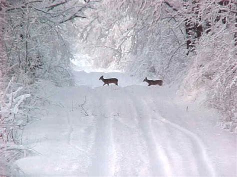 Ah living in the country in Michigan.... | Winter scenery, Winter ...