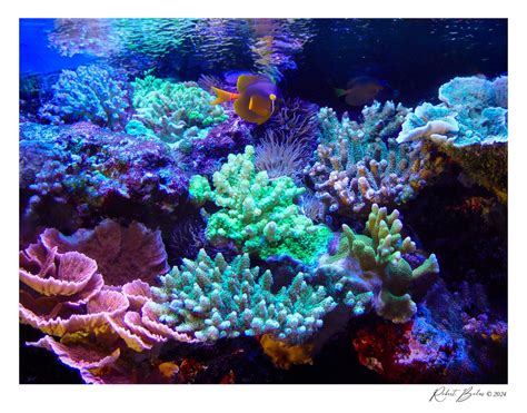 Coral Garden 1 — Robert Belas Photography Blog Posts