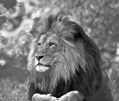 Majestic lion black and white Photograph by Steve and Sharon Smith