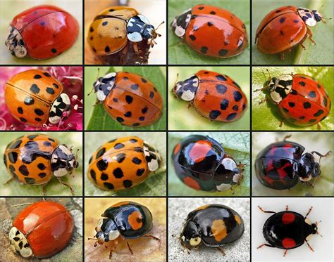 Harmonia axyridis - Wikipedia