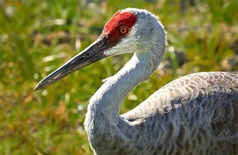 Sandhill Crane - Description, Habitat, Image, Diet, and Interesting Facts