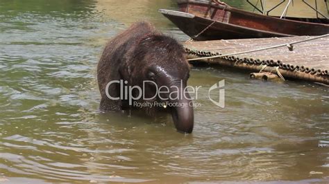 Baby Elephant Bathing In The River: Lizenzfreie Stock Videos und Clips