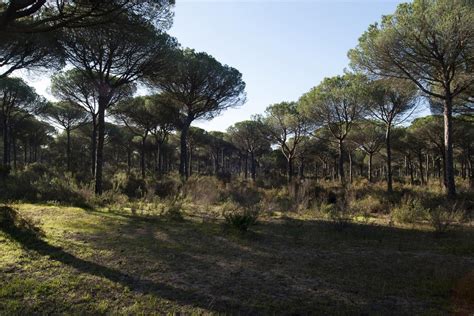 Supporting Mediterranean ecosystems helps buffer against climate change ...