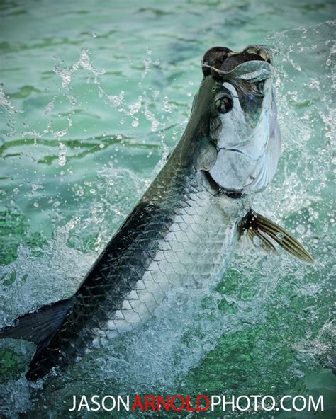 tarpon jumping - jasonarnoldphoto.com | Salt water fish, Fly fishing ...