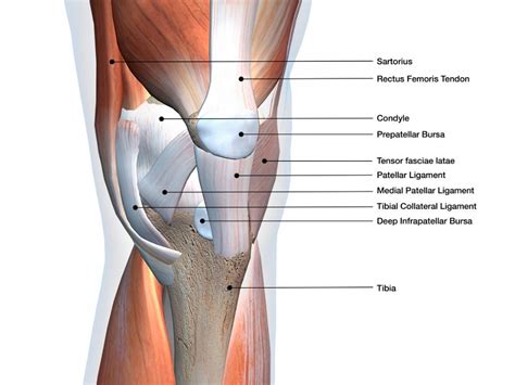 Anatomy Of The Back Of The Knee - slideshare