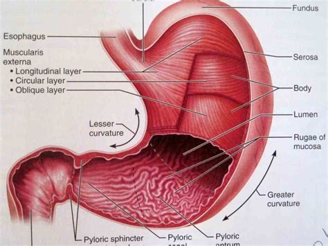 learn about its function parts abdominal de Anatomy Of Human Stomach ...