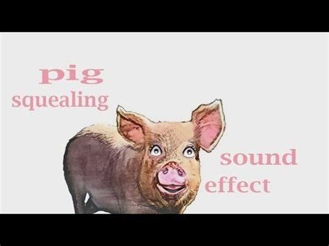 The Animal Sounds: Pig Squealing - Sound Effect - Animation | Animal ...