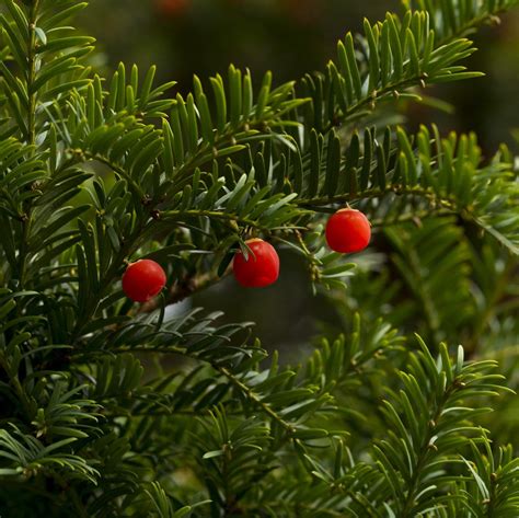 Japanese Yew | Japanese yews, Japanese yew trees, Potted trees