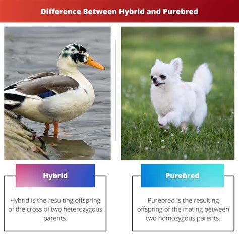 Hybrid vs Purebred: Difference and Comparison