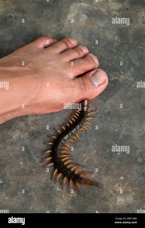 Centipede Bite