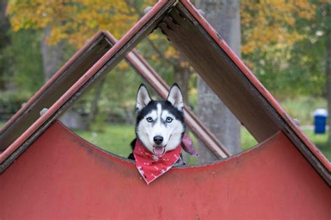 Dog House Training: The Perfect Age-Based Dog House Training