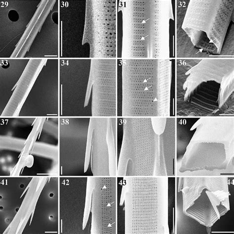 Spines and poroids on a seta of Chaetoceros danicus . SEM stub ...