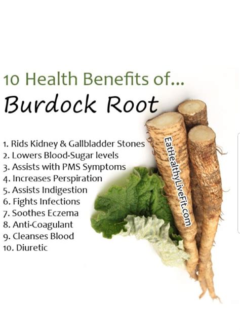 Burdock Root Benefits For Hair - Cool Product Ratings, Promotions, and ...