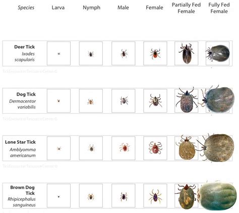 Deer Tick Identification | Tick Identification Chart | LYME WARRIOR ...