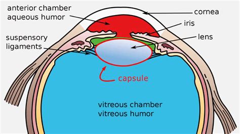 Exactly What To Expect With The Recovery After YAG Surgery | EyeMountain