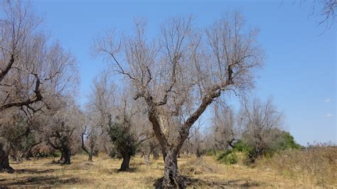 Southern Europe Could Lose $22 Billion Fighting Deadly Olive Tree ...