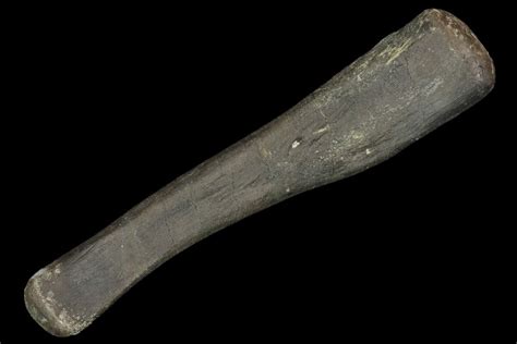 5.7" Hadrosaur (Duck-Billed Dinosaur) Finger Bone (#82302) For Sale ...