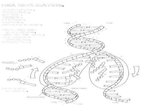 Dna Replication Coloring Worksheet 21420 | The Best Porn Website