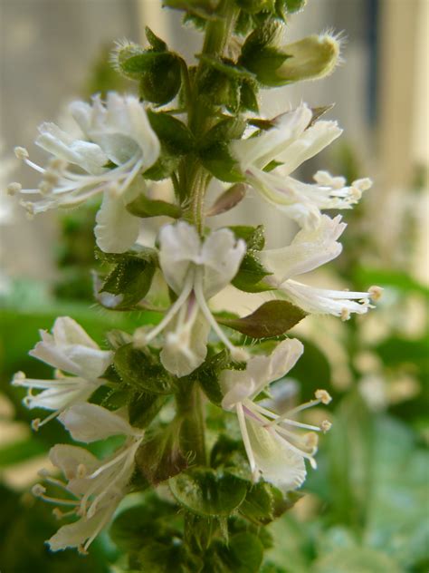 File:Basil flower.JPG - Wikipedia