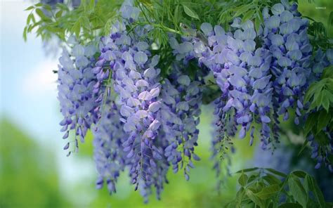 Wisteria Wallpaper (50+ images)