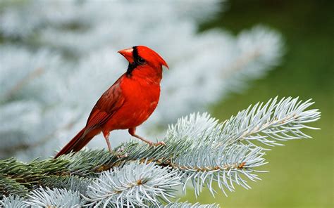 Free Desktop Wallpaper Winter Birds - WallpaperSafari