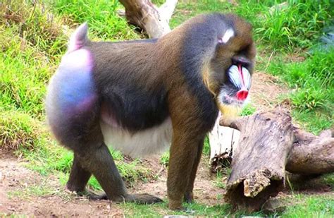 Mandrill - Description, Habitat, Image, Diet, and Interesting Facts