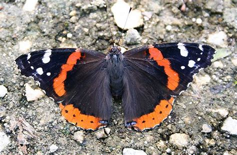 Red Admiral Butterfly