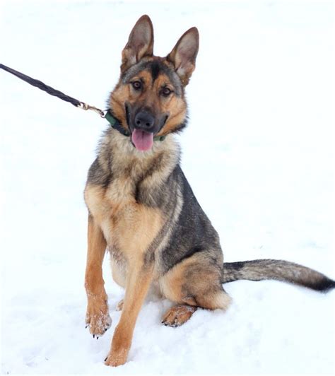 German Shepherd Guard Dog for sale | Scott's Police K9 LLC | Pinterest ...