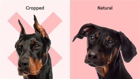 Ask The Expert: Ear Cropping On Dogs And Why It's So Bad Napo Pet ...