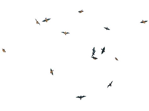 Flying Bird PNG Images Transparent Free Download