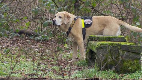 Cadaver dogs do critical and emotionally taxing work | KATU