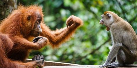 Mammals Feeding Their Young - Pets Lovers