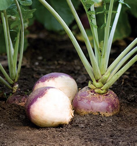 Rutabaga | Growing, caring and planting swede vegetable - Naturebring