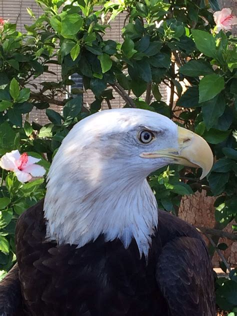 Bald Eagle | This rescued and rehabilitated Bald Eagle free … | Flickr