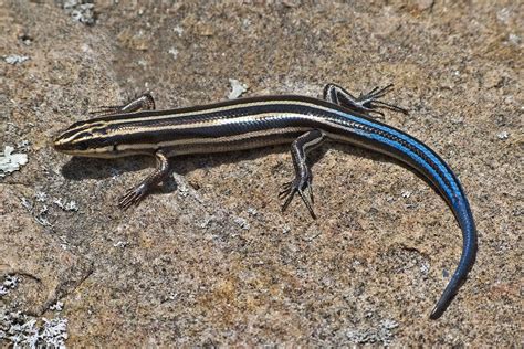 Lizards Native To Georgia