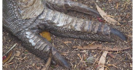 Cassowary Feet Guide: All About their Foot, Talons, and Claws - IMP WORLD