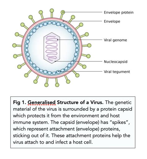 ᐉ Structure of Viruses: Characteristics and Classification