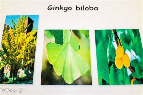 Ginkgophyta - Ginkgo biloba | Igor Yakushkin | Flickr