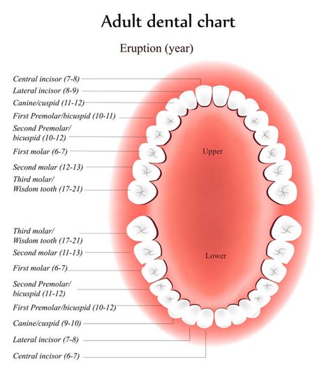 Denture Tooth Chart