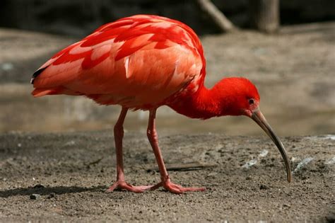 Ibis Symbolism - Spirit Animal Totems